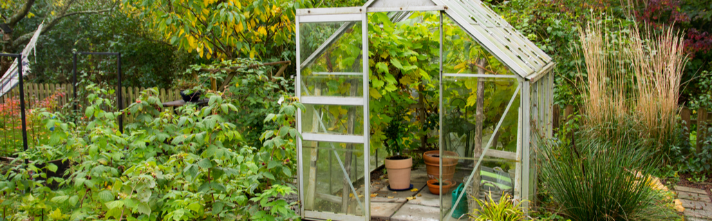 The Complete Guide to Starting a Home Greenhouse: What You Need to Know
